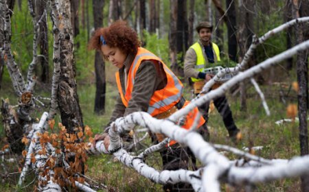 How Businesses Can Reduce Property Risks With Regular Tree Maintenance
