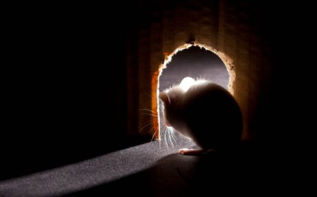 Best Insulation To Keep Mice Out (And Why Most People Get This Wrong)