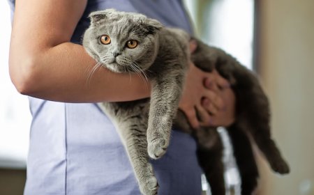 How to Choose the Ideal Vet Clinic for Your Pet’s Lifelong Wellbeing
