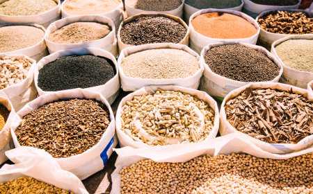 Organic Feed Market Size, Growth, Trends, and Key Drivers Analysis