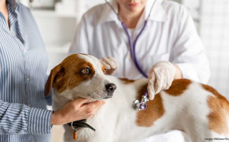 How Long Does Tick Paralysis Last in Dogs After Treatment?