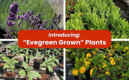 Evergreen Grown Drought-Tolerant Plants | San Leandro, CA