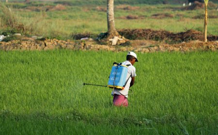 Global Organic Fertilizer Market: Size, Trends, Drivers, and Growth Analysis