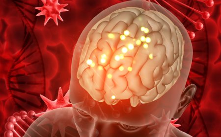 Global Blood Brain Barrier Market Size and Growth Forecast 2026-2033