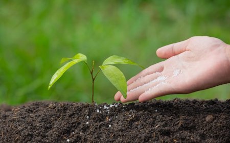 Russia Micronutrient Fertilizers Advance with Precision Agriculture
