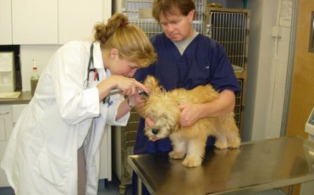 Animal Hospital in Summit NJ: A Practical Guide to Complete Pet Care