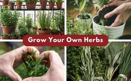 Fall Herbs & California Native Garden Ideas | East Bay