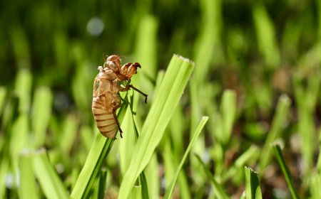 Chitin Market Size, Growth, and Strategic Outlook 2026-2033