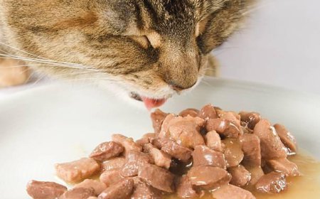 Global Wet Pet Food Market: Size, Trends, Drivers, and Strategic Outlook