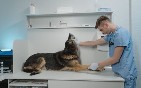 Global Veterinary API Market Size, Trends, and Growth Forecast 2026-2033
