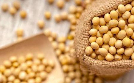 Isoflavones Market Size, Trends, and Strategic Outlook 2026-2033