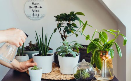 Houseplant Watering Guide + Drought-Tolerant Plants