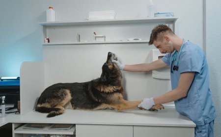 Veterinary Reference Laboratory Market Size, Trends, and Growth Forecast 2026-2033