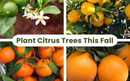 Backyard Citrus Trees: Best Time to Plant in the East Bay (59 chars)