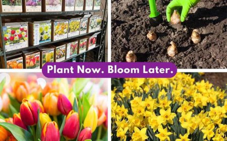 Spring Bulbs & California Native Garden Ideas | Evergreen