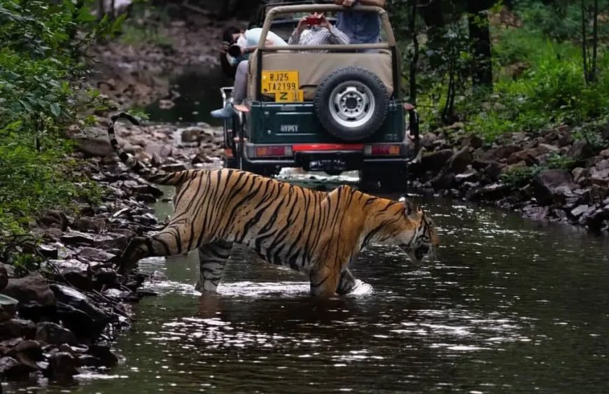 Chambal Safari Booking | Reserve Boat Safari Online