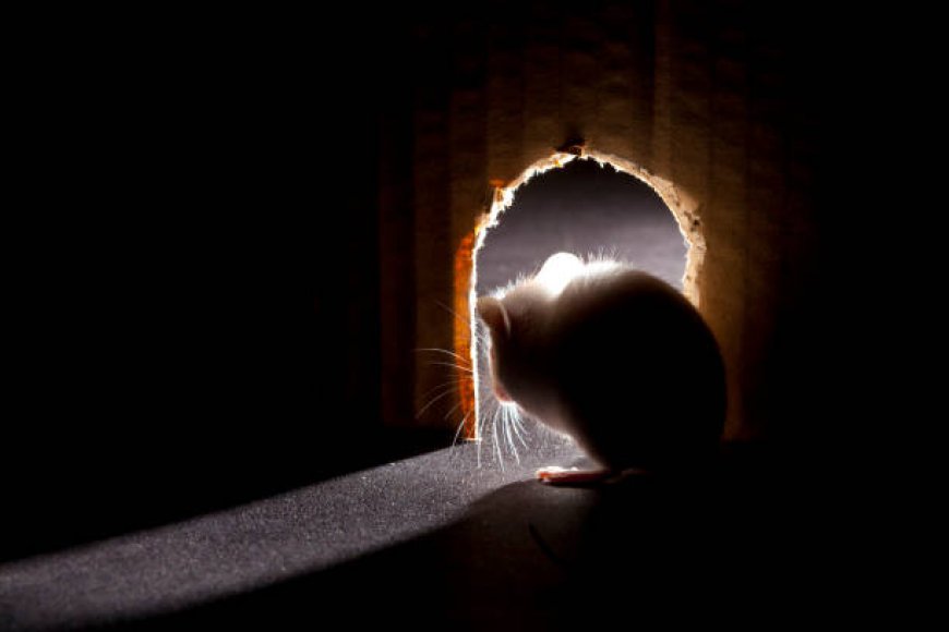 Best Insulation To Keep Mice Out (And Why Most People Get This Wrong)