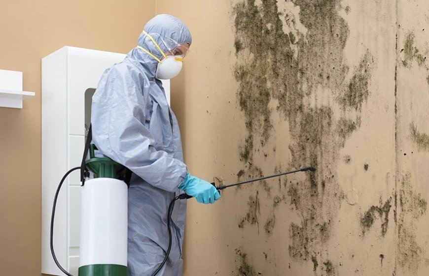 What to Look for in a Mold Removal Company for Long-Term Results