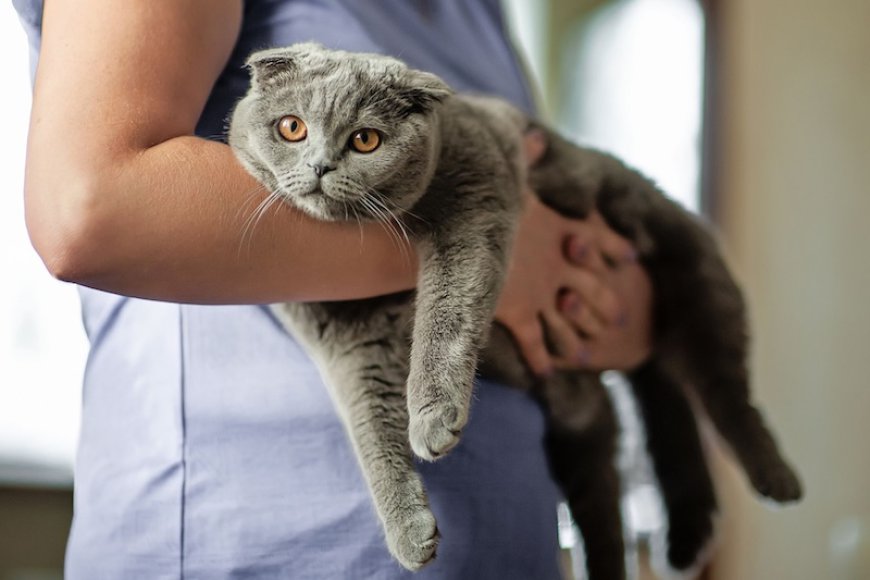 How to Choose the Ideal Vet Clinic for Your Pet’s Lifelong Wellbeing