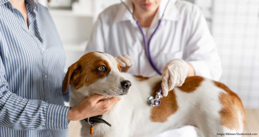 How Long Does Tick Paralysis Last in Dogs After Treatment?