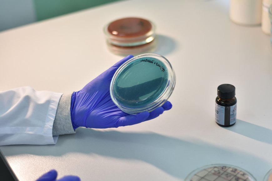 Global Antimicrobial Additives Market Size, Trends, and Strategic Outlook 2026-2033