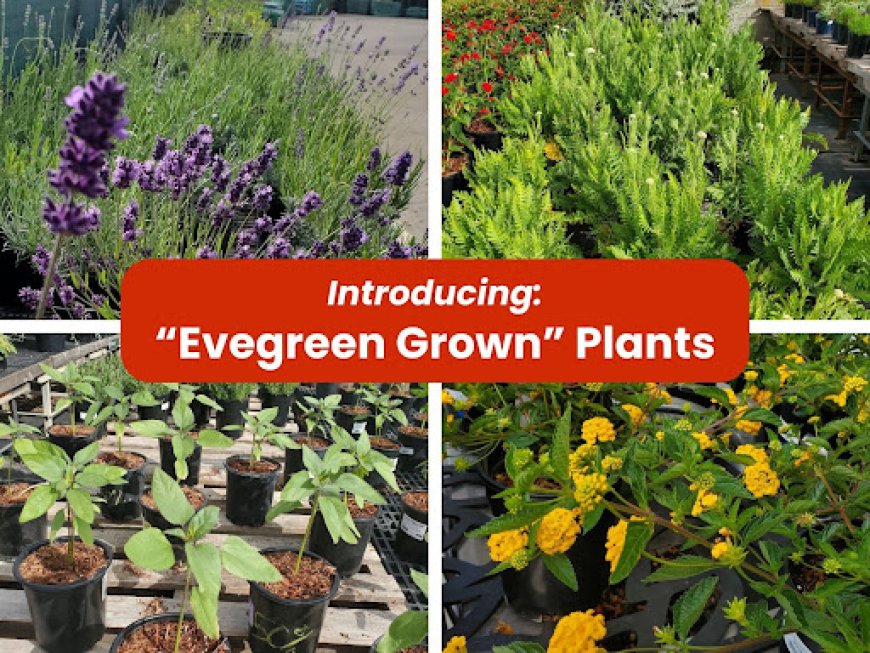 Evergreen Grown Drought-Tolerant Plants | San Leandro, CA