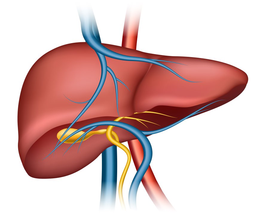 Global Liver Cirrhosis Market Size, Trends, and Growth Analysis 2026-2033