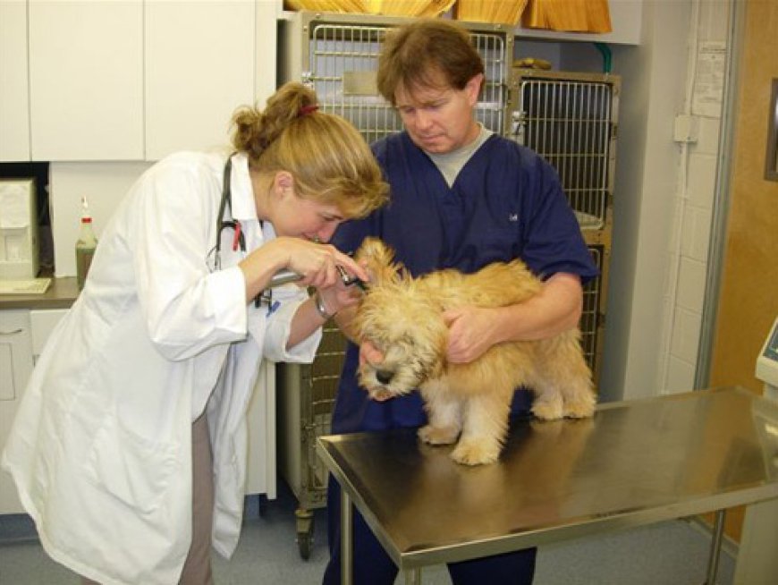 Animal Hospital in Summit NJ: A Practical Guide to Complete Pet Care