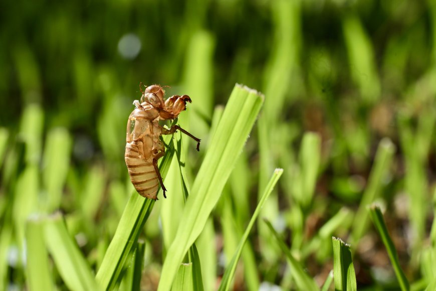 Chitin Market Size, Growth, and Strategic Outlook 2026-2033