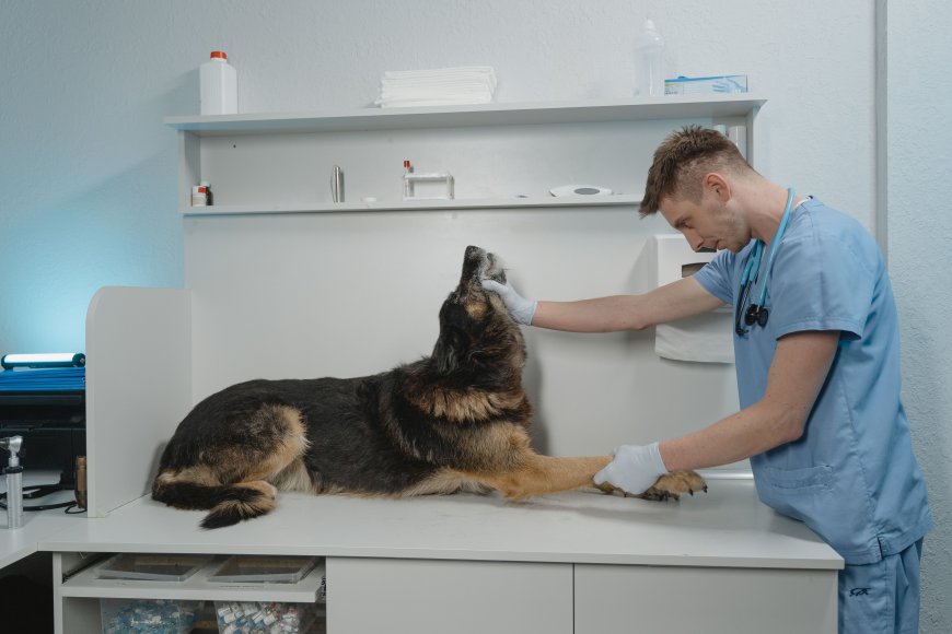 Global Veterinary API Market Size, Trends, and Growth Forecast 2026-2033