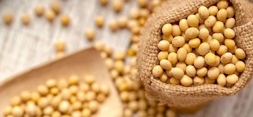 Isoflavones Market Size, Trends, and Strategic Outlook 2026-2033