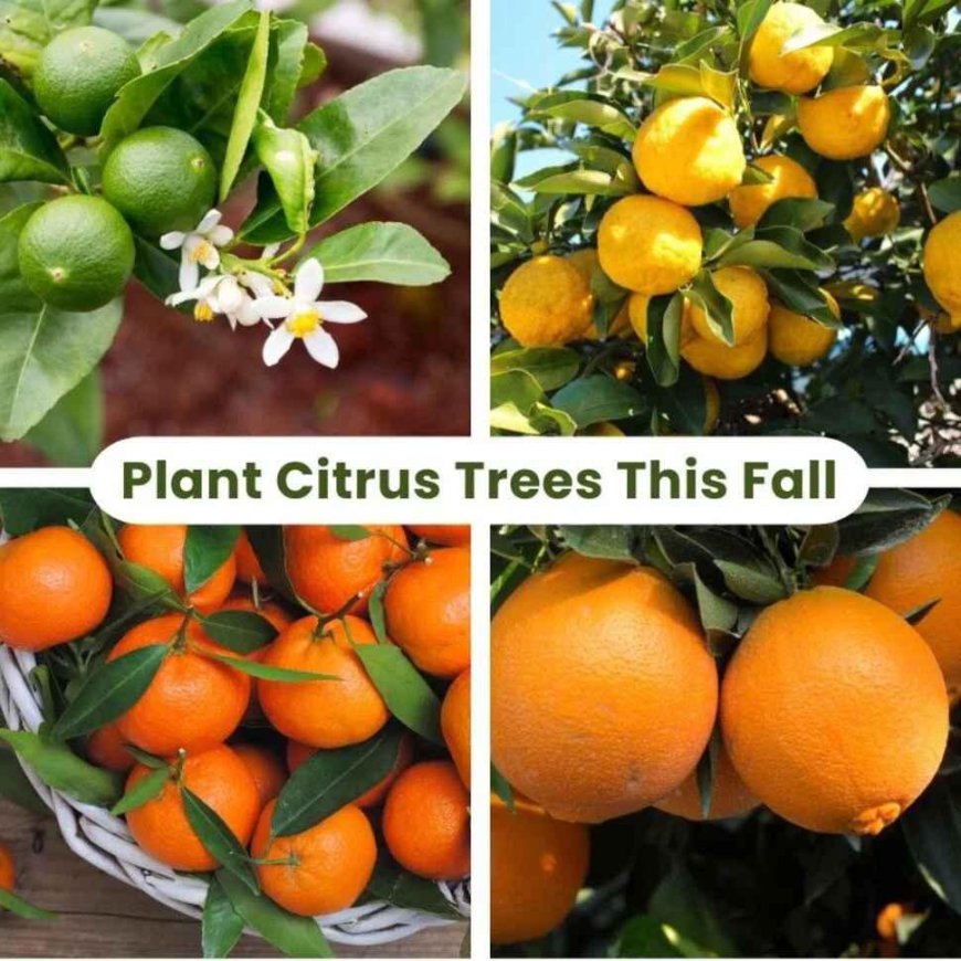 Backyard Citrus Trees: Best Time to Plant in the East Bay (59 chars)
