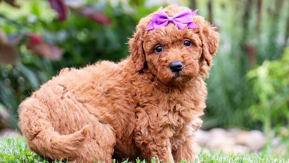 What Supplies Do Goldendoodle Puppies Need First?