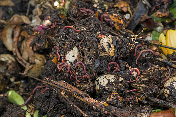 How to Order Worms for Composting: A Beginner's Guide