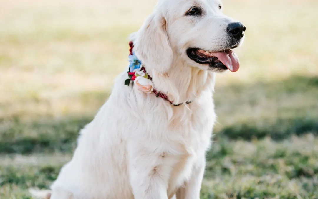 Why Golden Retriever Puppies Make Great Family Pets