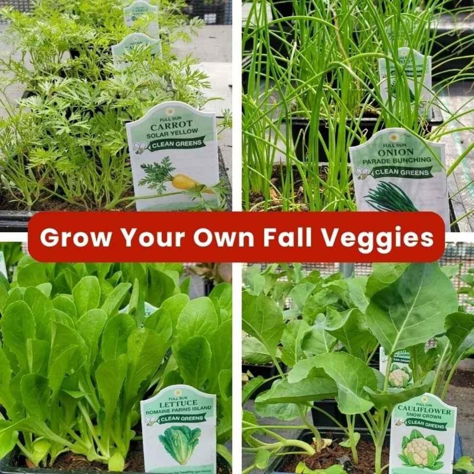 Edible Landscape Plants for Fall Gardens | Evergreen Nursery