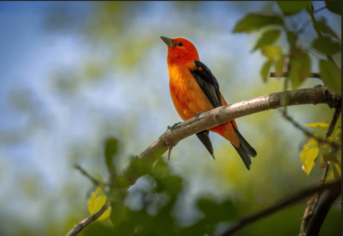 Effective Strategies for Warehouse Bird Control
