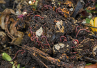 How to Order Worms for Composting: A Beginner's Guide