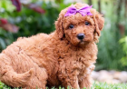 What Supplies Do Goldendoodle Puppies Need First?