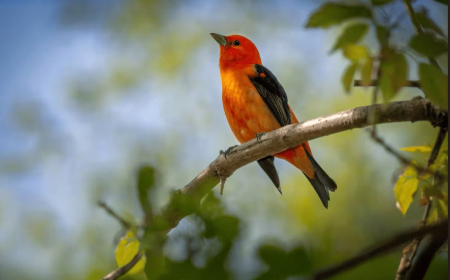 Effective Strategies for Warehouse Bird Control