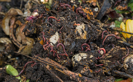 How to Order Worms for Composting: A Beginner's Guide