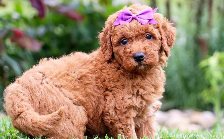 What Supplies Do Goldendoodle Puppies Need First?