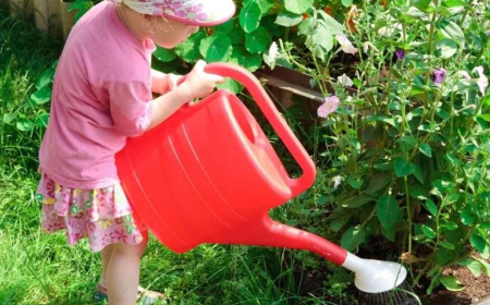 Monarch Plants: How to Water Them in Pots and Garden Beds