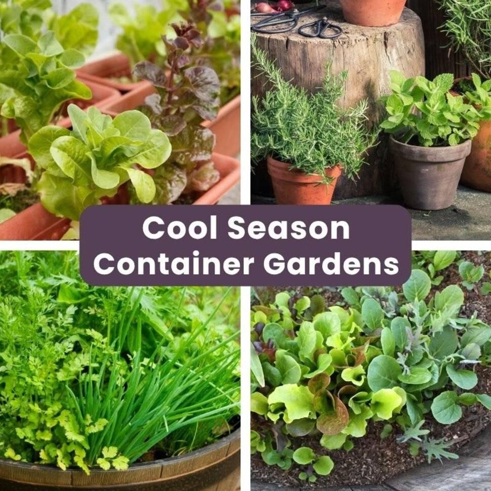 Drought-Tolerant Plants for Fall Pots | Evergreen Nursery