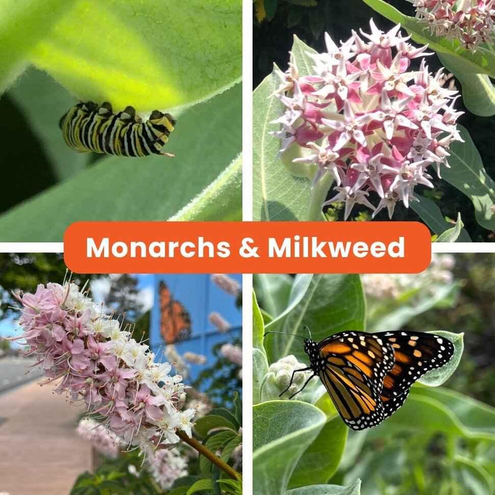 Monarch Plants for San Leandro Gardens: Milkweed & Habitat