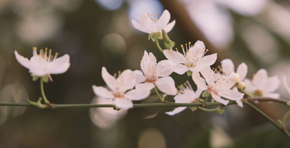Pregnancy Loss Counsellor for Grief and Healing