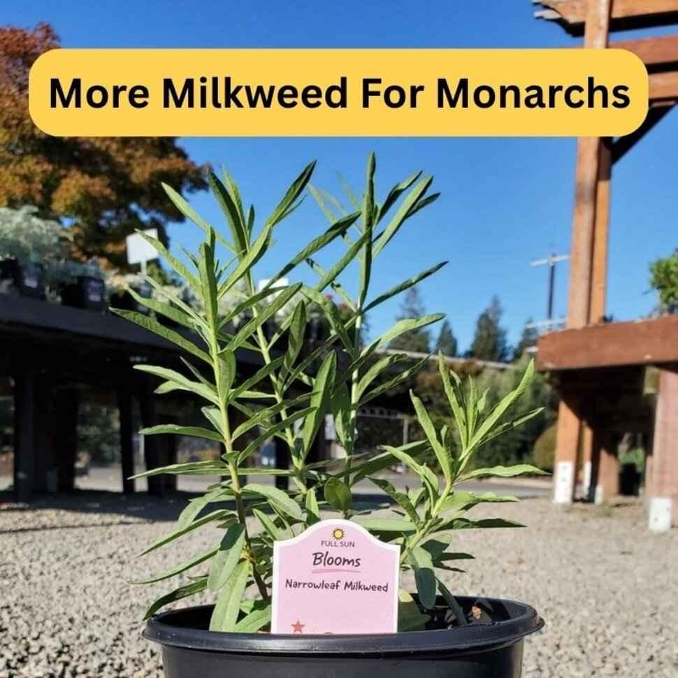 Milkweed Plant for Monarchs: Fall Planting in the East Bay