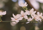 Pregnancy Loss Counsellor for Grief and Healing