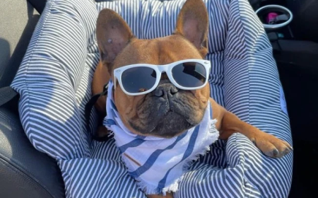 Dog Car Seat Canada | Safe Dog Travel Seats & Carriers