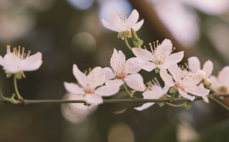 Pregnancy Loss Counsellor for Grief and Healing
